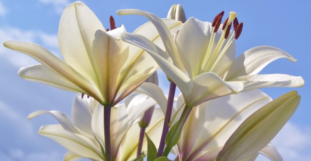 Italy National Flower