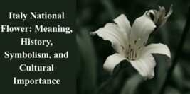 Italy National Flower: Meaning, History, Symbolism, and Cultural Importance