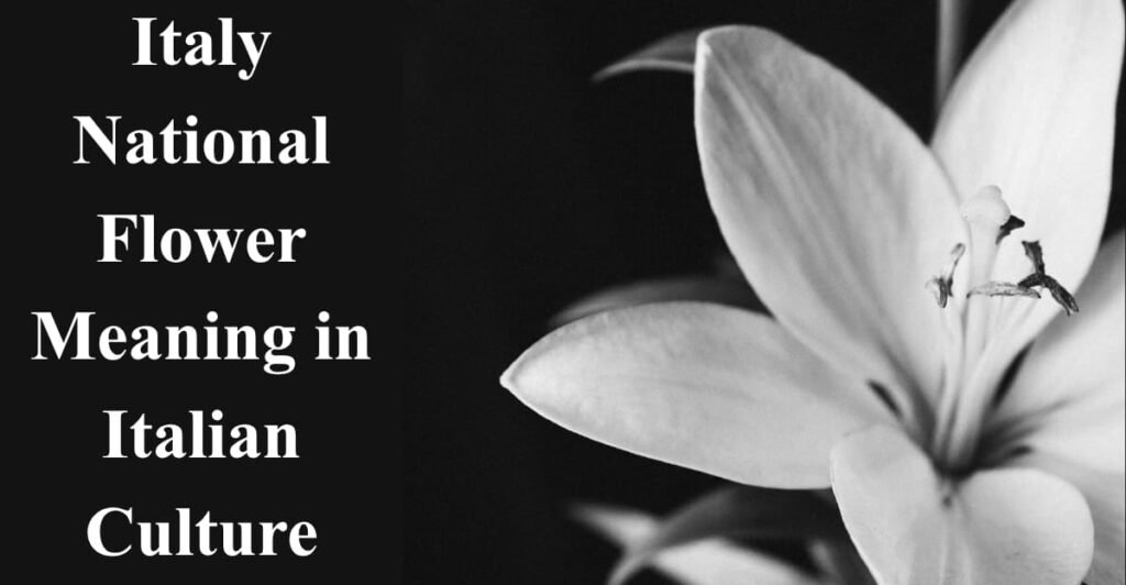 Italy National Flower Meaning in Italian Culture