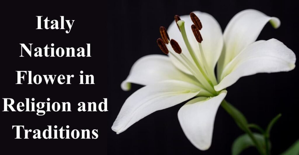 Italy National Flower in Religion and Traditions