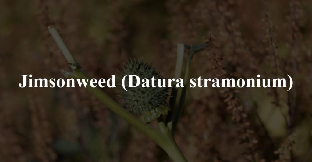 Jimsonweed (Datura stramonium)