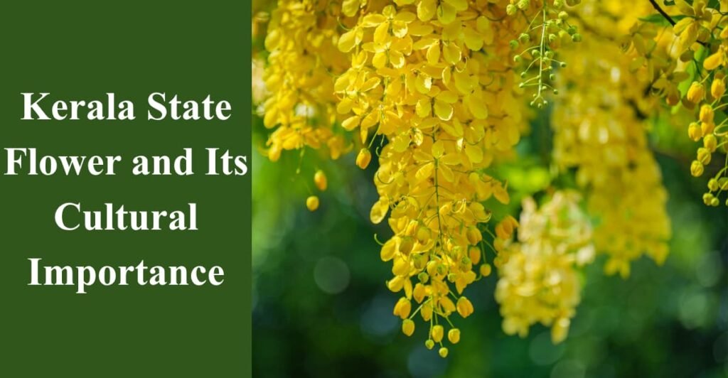 Kerala State Flower and Its Cultural Importance