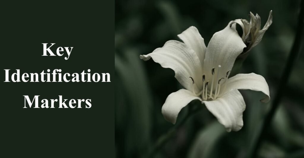 Key Identification Markers