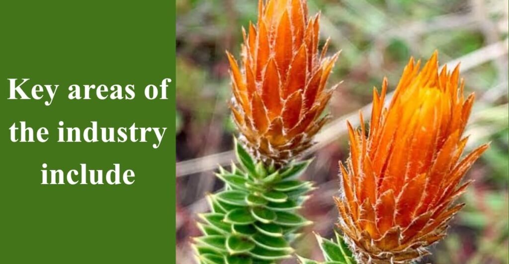Key areas of the industry include