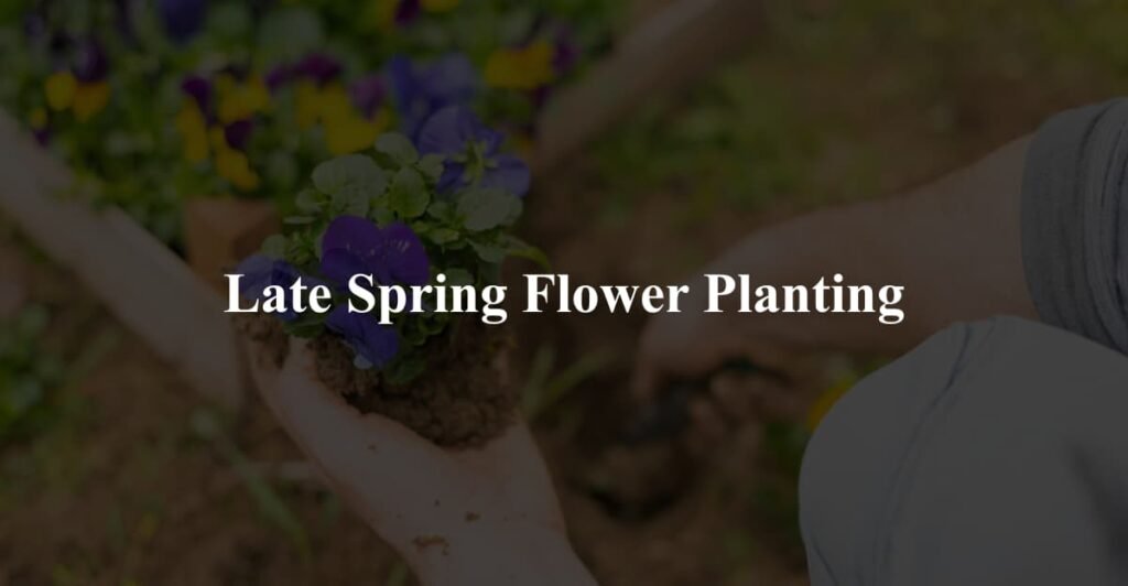 Late Spring Flower Planting