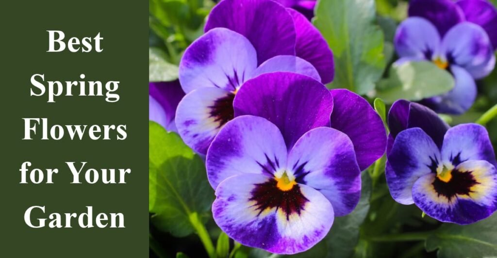 Best Spring Flowers for Your Garden
