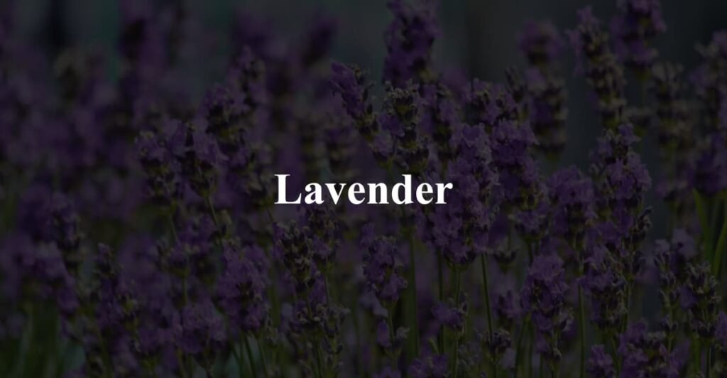 Lavender