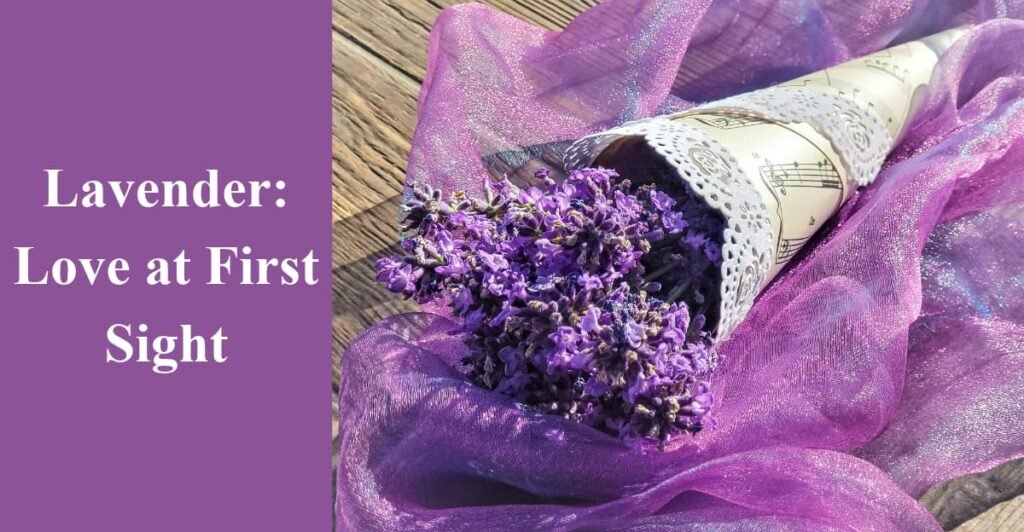 Lavender: Love at First Sight