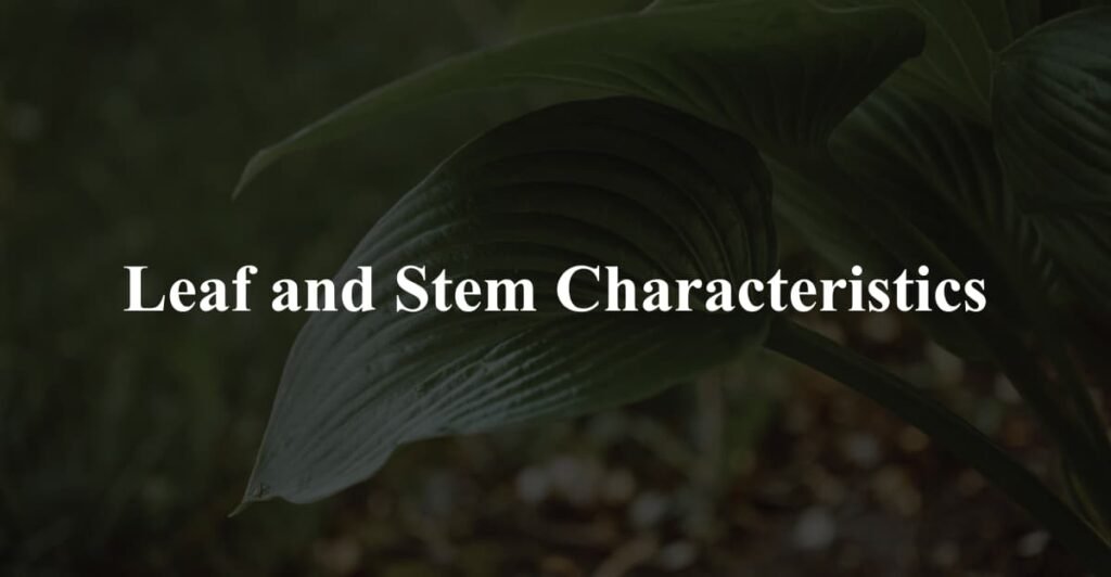 Leaf and Stem Characteristics