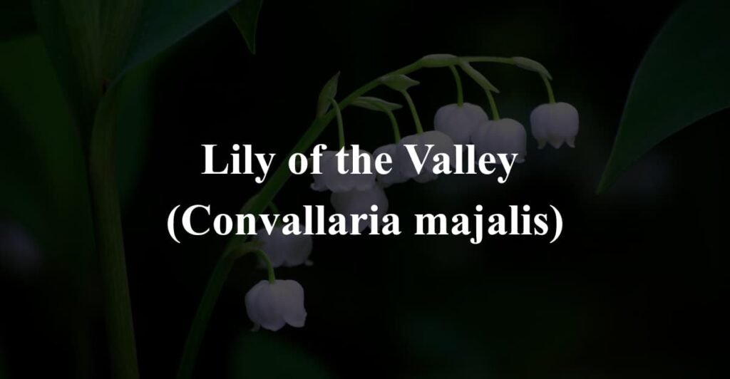 Lily of the Valley 
(Convallaria majalis)