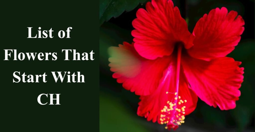 List of Flowers That Start With CH