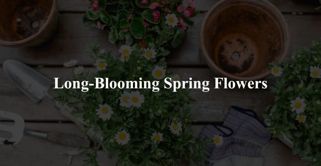 Long-Blooming Spring Flowers