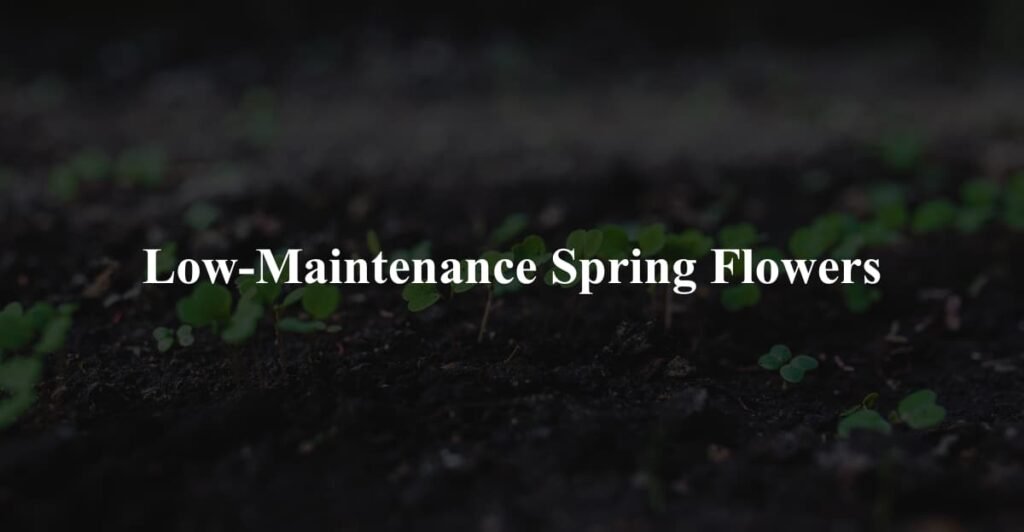 Low-Maintenance Spring Flowers