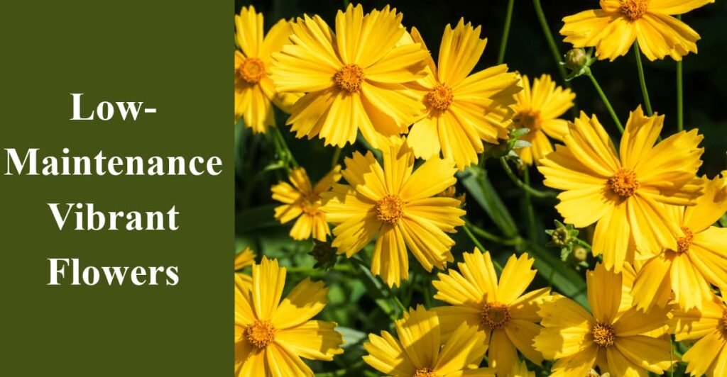 Low-Maintenance Vibrant Flowers