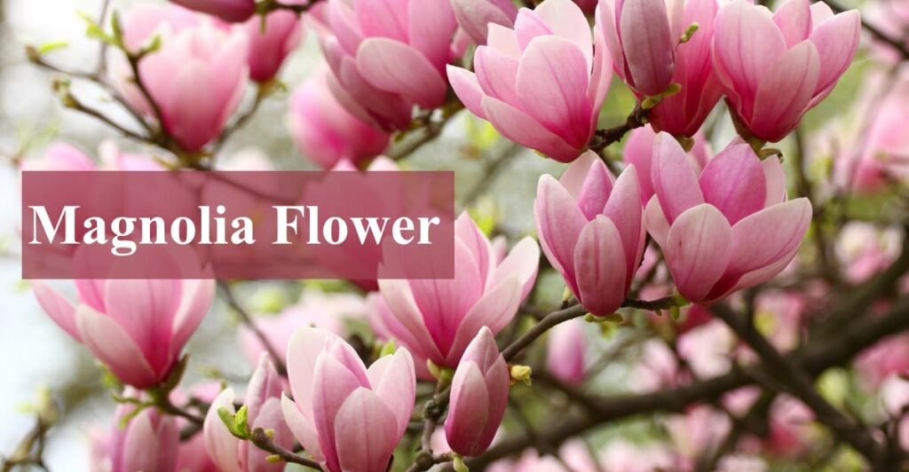 Magnolia Flower