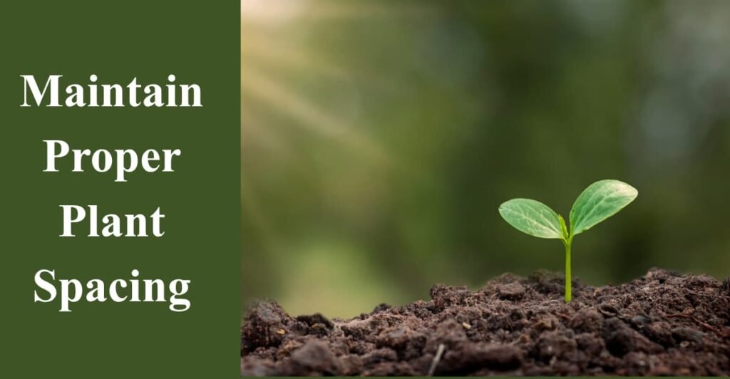 Maintain Proper Plant Spacing