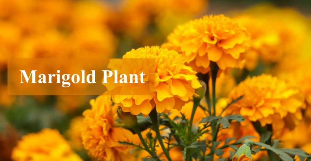 Marigold Plant