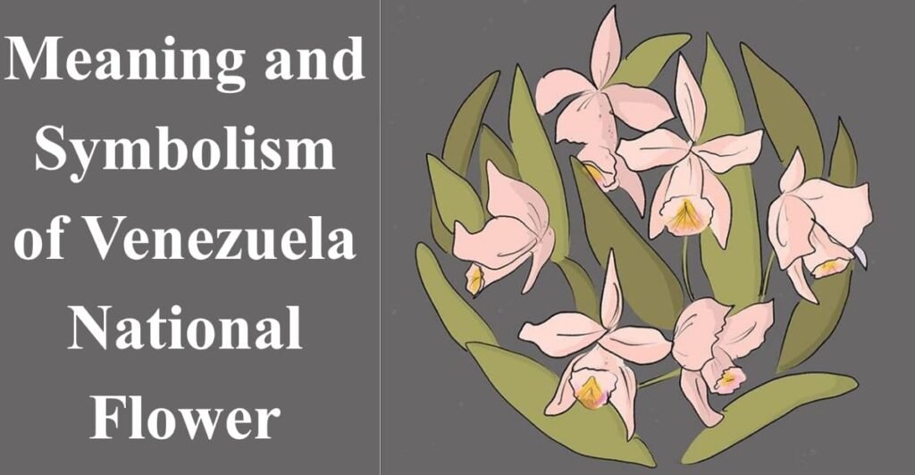 Meaning and Symbolism of Venezuela National Flower
