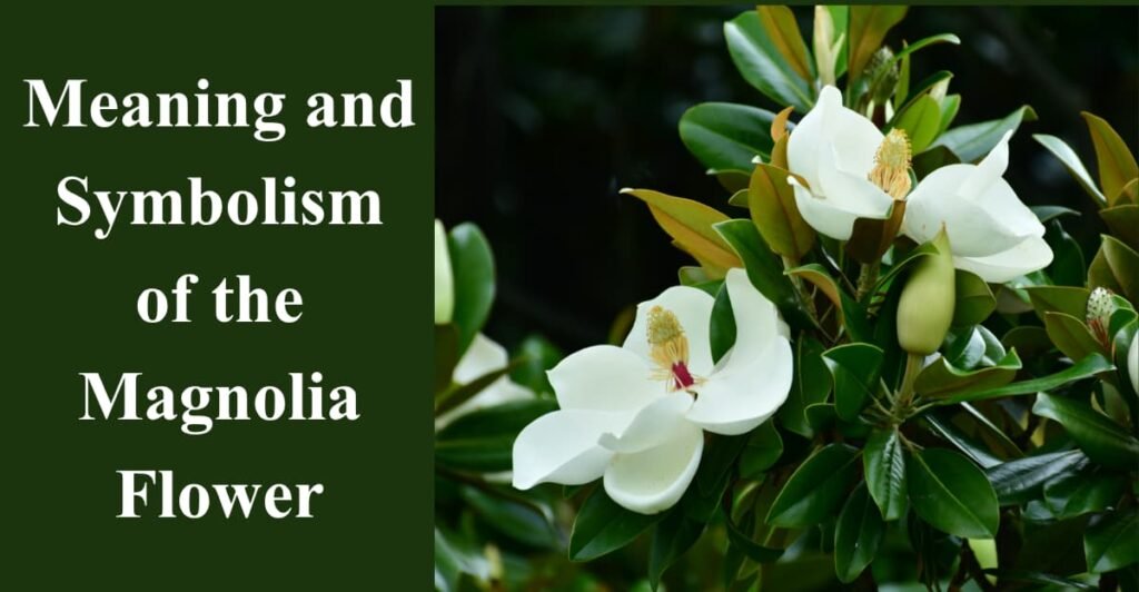 Meaning and Symbolism of the Magnolia Flower