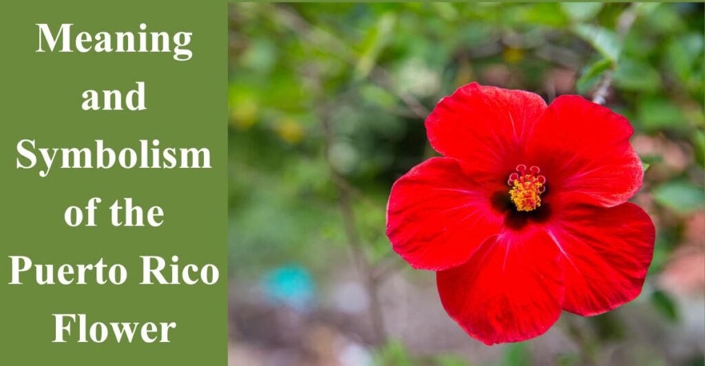 Meaning and Symbolism of the Puerto Rico Flower