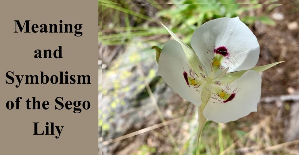 Meaning and Symbolism of the Sego Lily