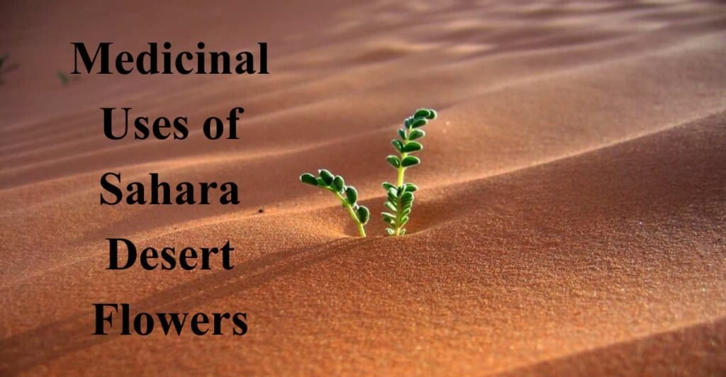Medicinal Uses of Sahara Desert Flowers