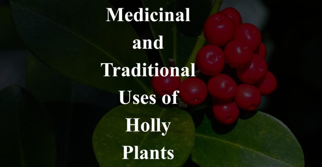 Medicinal and Traditional Uses of Holly Plants