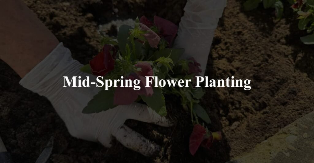 Mid-Spring Flower Planting
