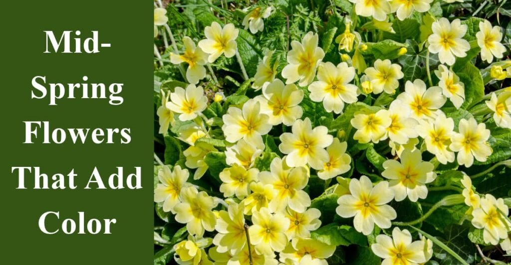 Mid-Spring Flowers That Add Color
