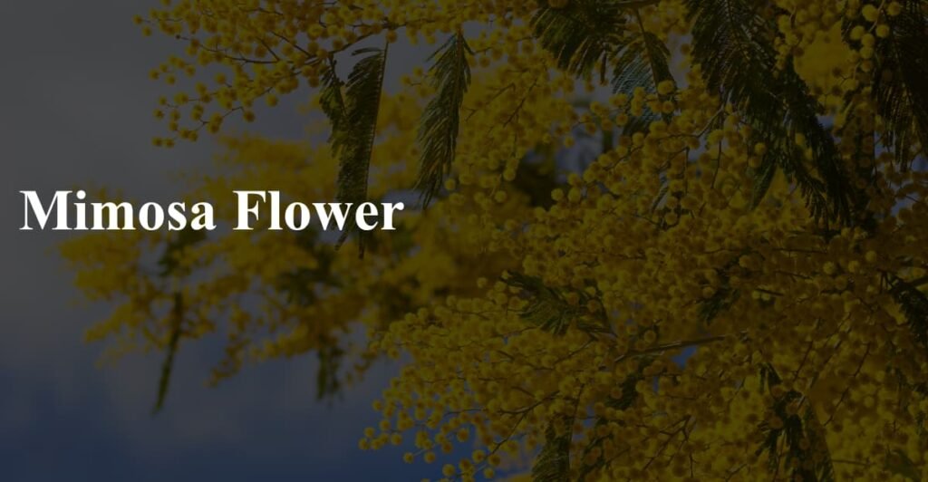 Mimosa Flower