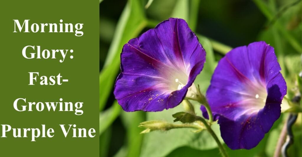 Morning Glory: Fast-Growing Purple Vine