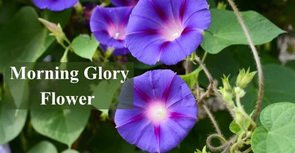 Morning Glory Flower