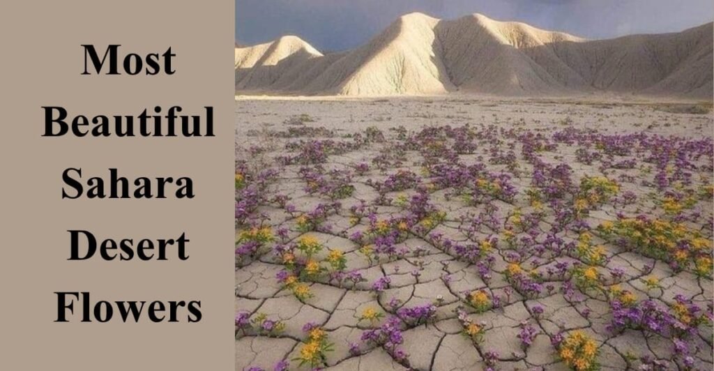 Most Beautiful Sahara Desert Flowers