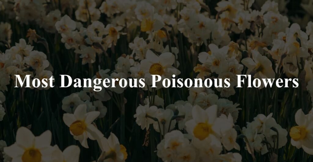 Most Dangerous Poisonous Flowers