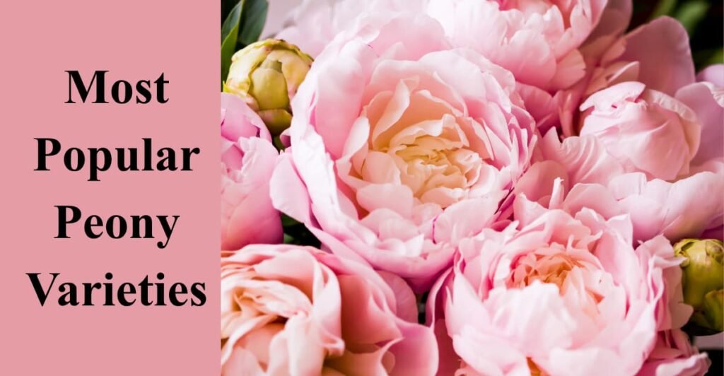 Most Popular Peony Varieties