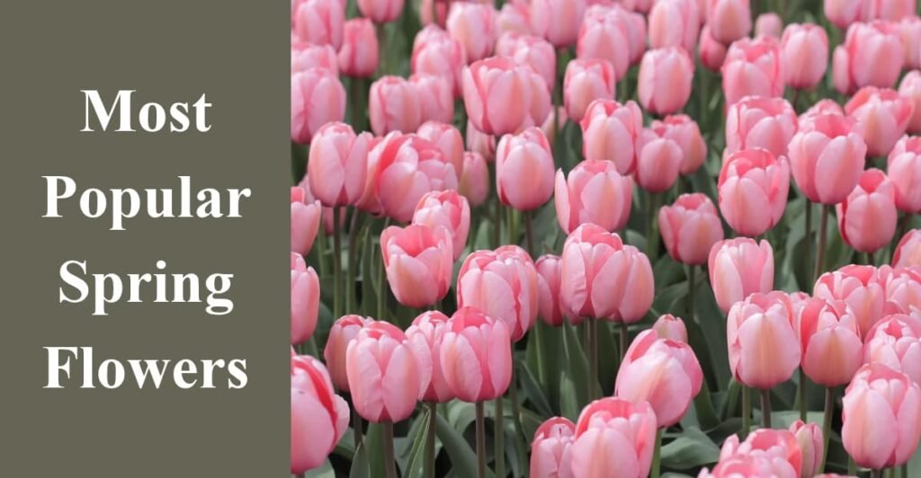 Most Popular Spring Flowers