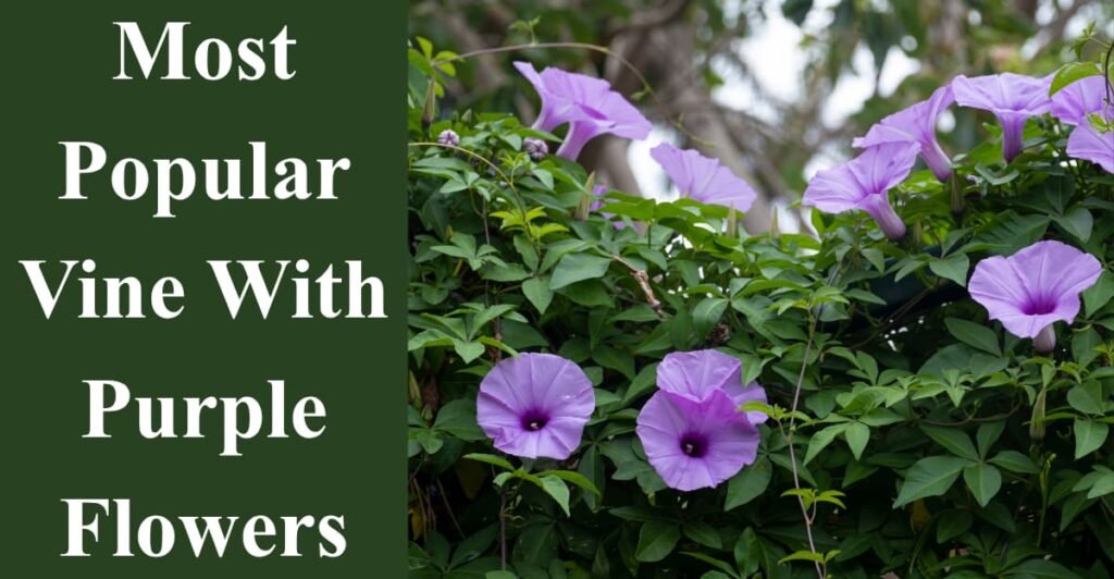 Most Popular Vine With Purple Flowers
