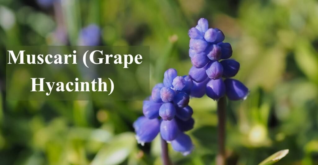 Muscari (Grape Hyacinth)