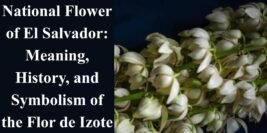 National Flower of El Salvador: Meaning, History, and Symbolism of the Flor de Izote