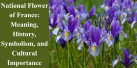 National Flower of France: Meaning, History, Symbolism, and Cultural Importance
