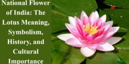 National Flower of India: The Lotus Meaning, Symbolism, History, and Cultural Importance