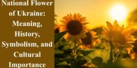 Ukraine’s National Flower: Meaning, History, Symbolism, and Cultural Importance