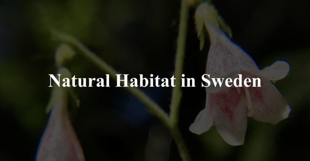Natural Habitat in Sweden