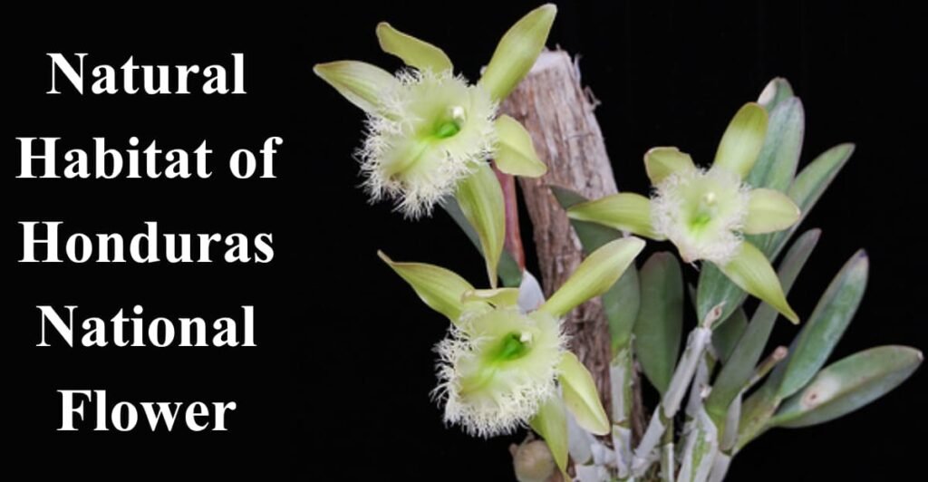 Natural Habitat of Honduras National Flower
