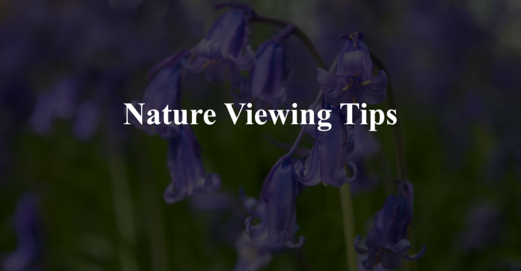 Nature Viewing Tips
