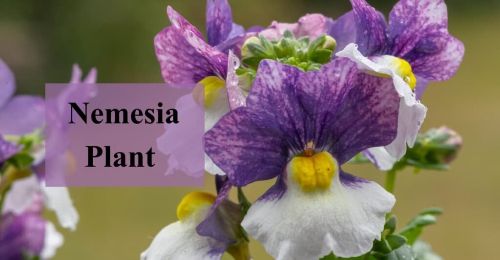 Nemesia Plant