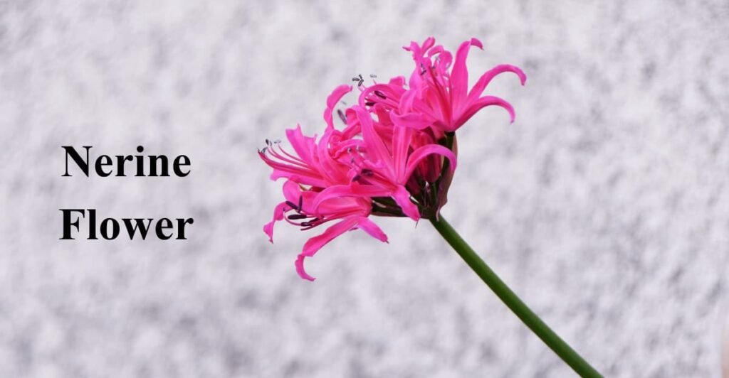 Nerine Flower