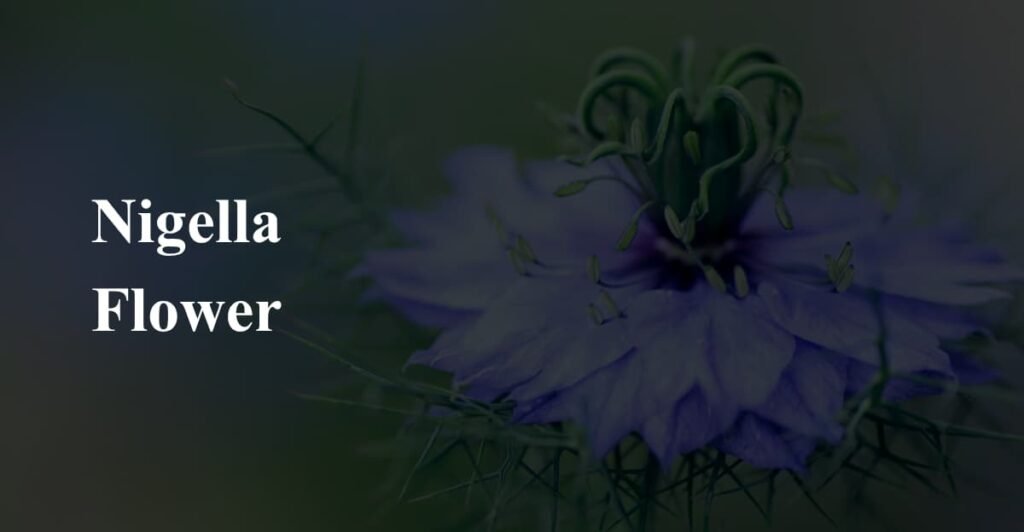 Nigella Flower