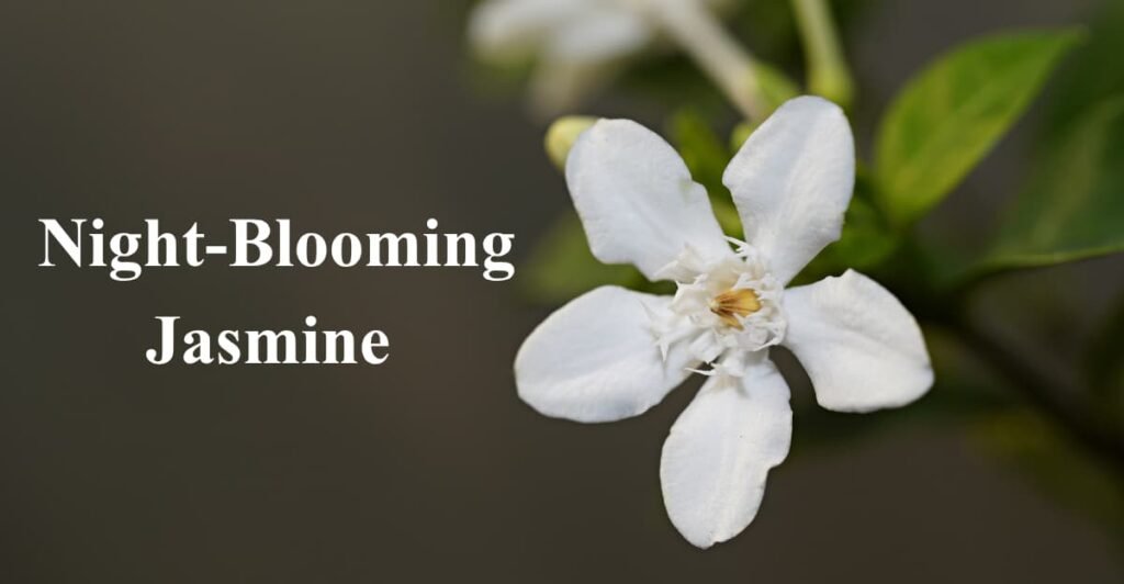 Night-Blooming Jasmine