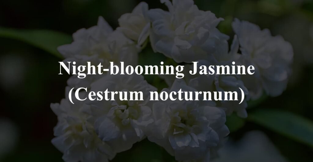 Night-blooming Jasmine (Cestrum nocturnum)